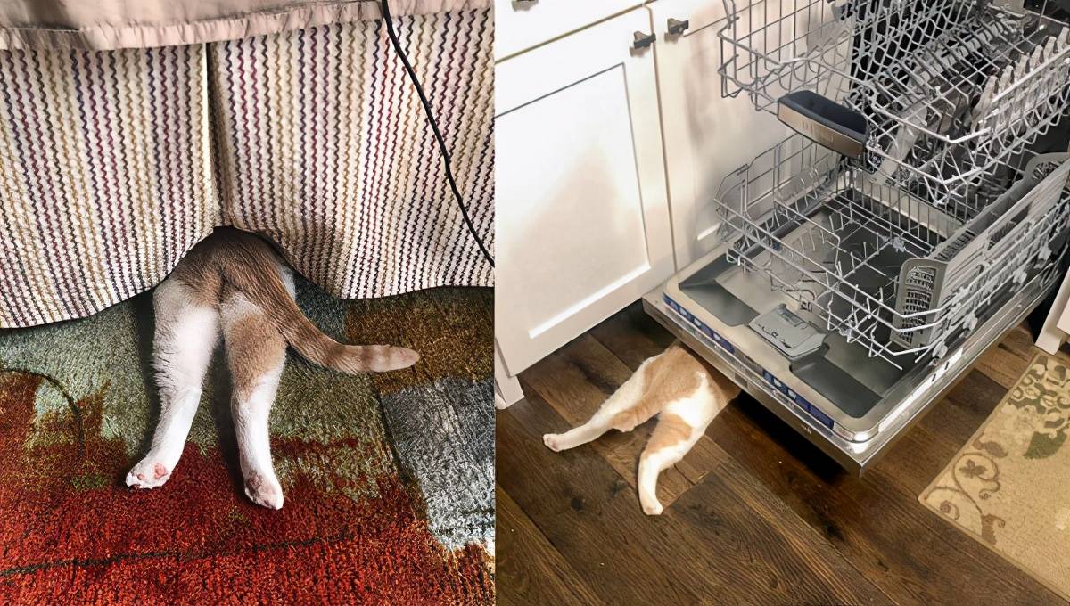 小猫基努每次躲起来都很快地被找到