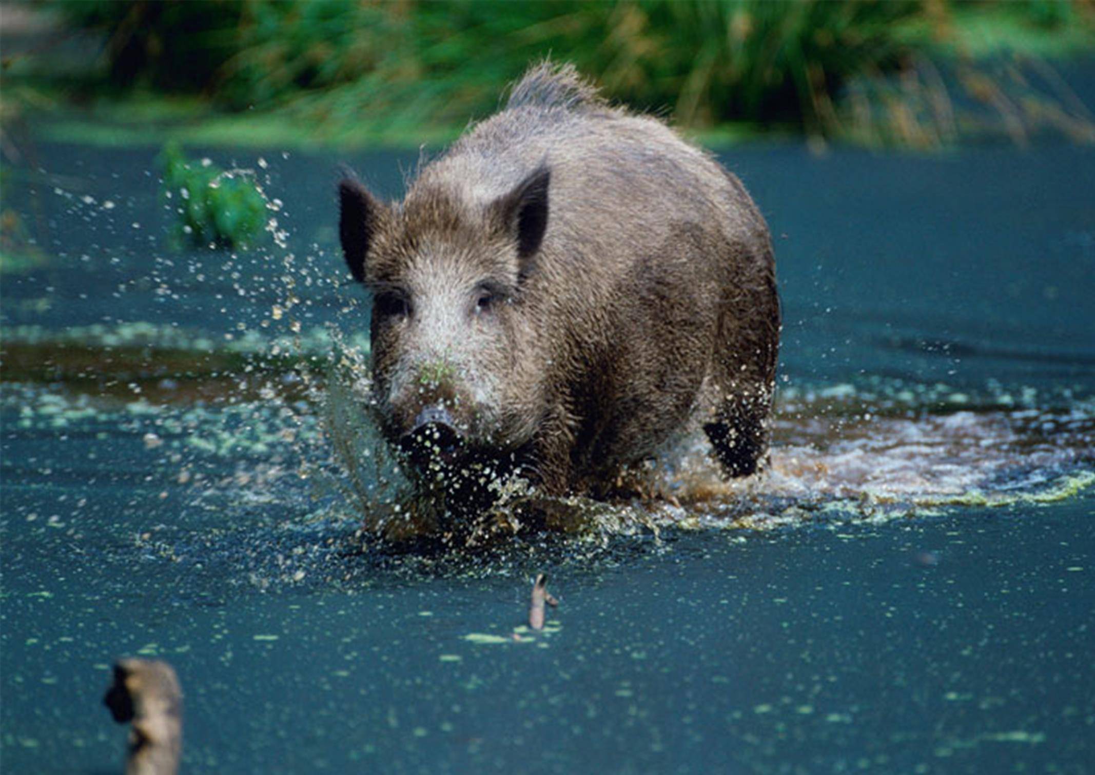 夏天啃玉米,秋天吃红薯,冬天拱竹笋,野猪受保护,损失谁负责?