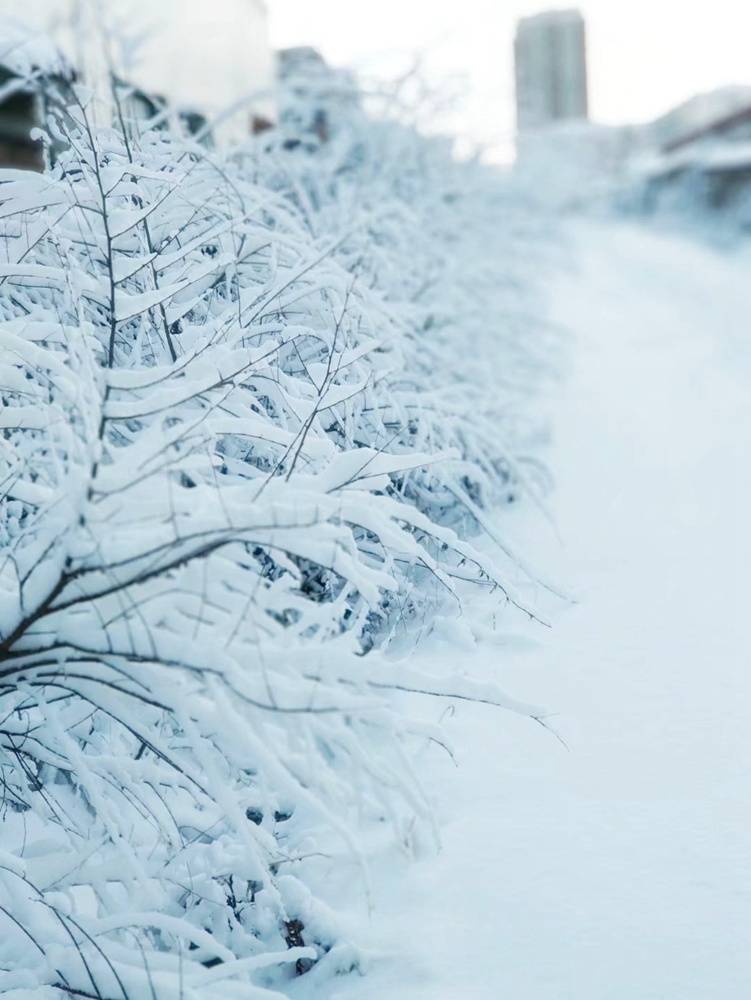 下雪照片真实图 唯美图片