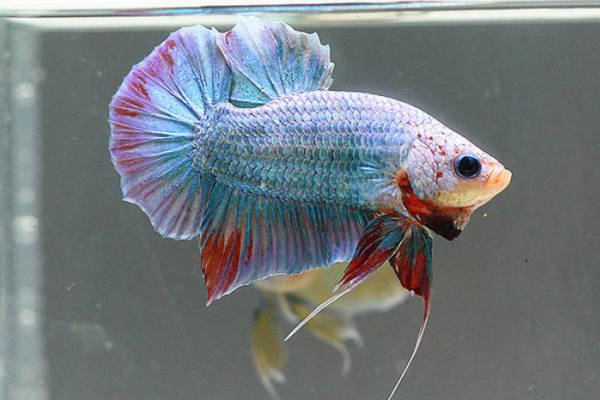 要是这3种热带鱼你都能养死,那你基本上就可以告别养鱼的圈子