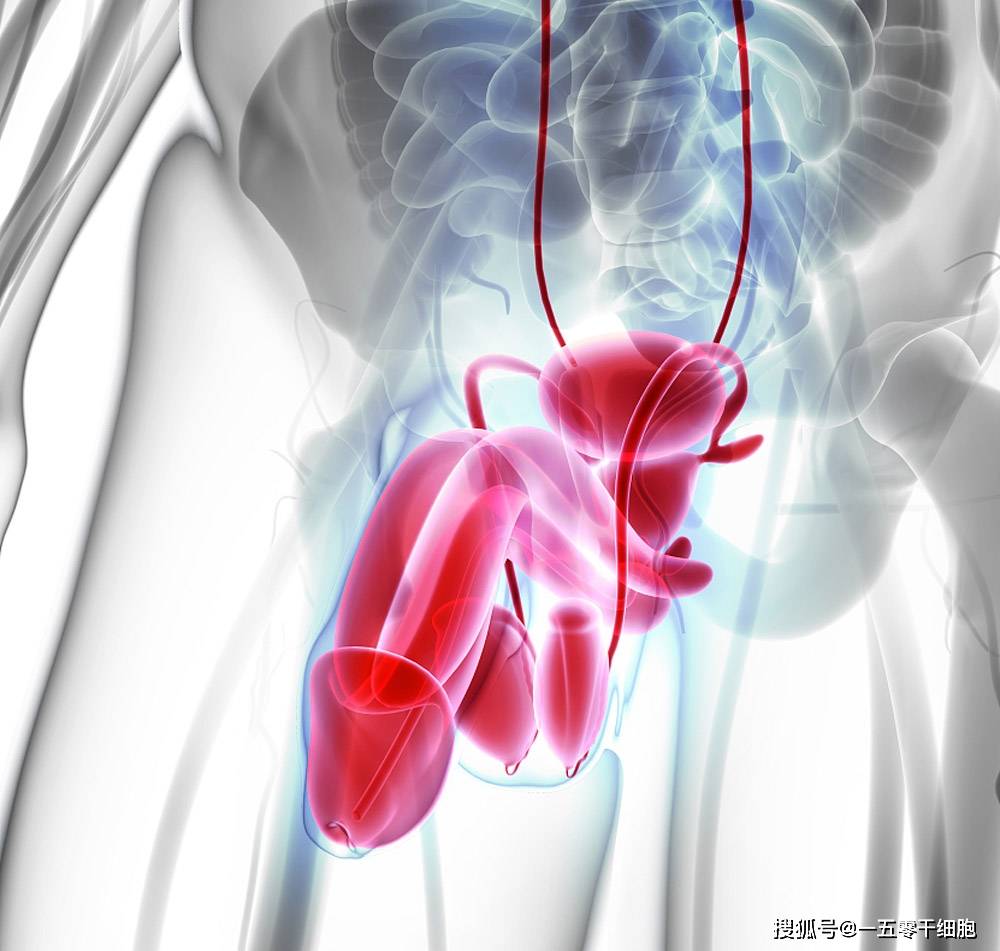 研究发现,干细胞治疗男性勃起功能障碍长期效果优于短期_手机搜狐网