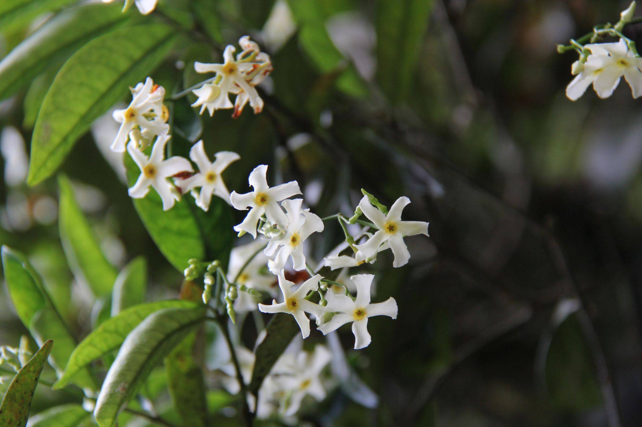庆元植物1341-夹竹桃科-络石属-亚洲络石_手机搜狐网