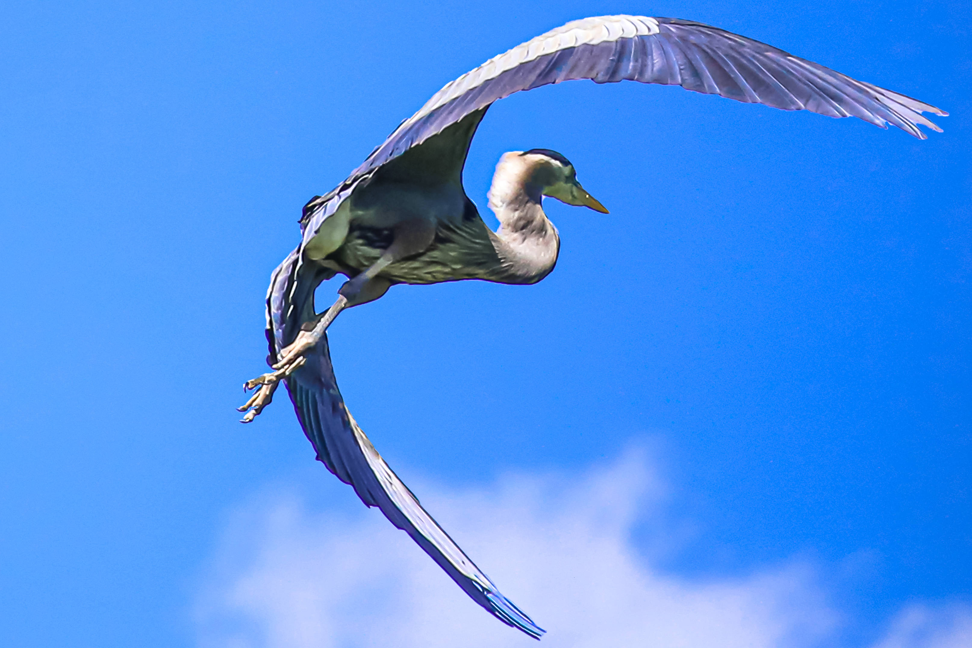 北美大蓝鹭——摄影篇