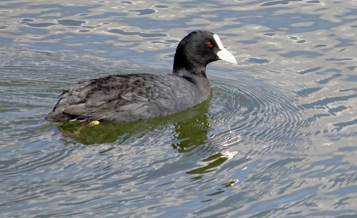 "世界上最会游泳的鸡"做客南京玄武湖,说明这里的水质好