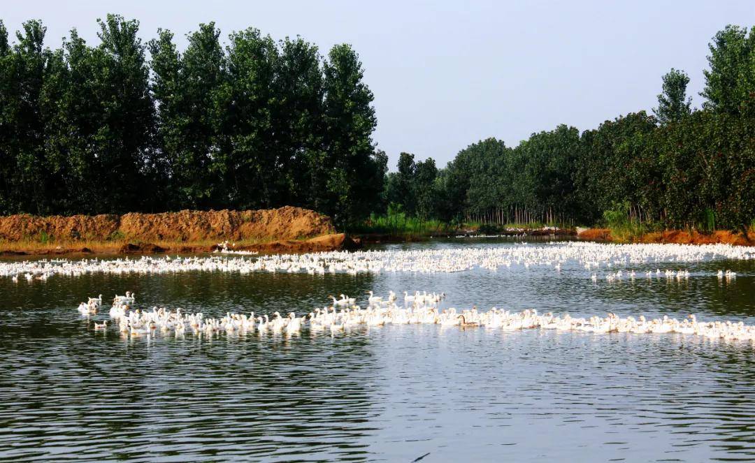 聊城韩集:祝你展翅"高"飞,继续创"新"发展!