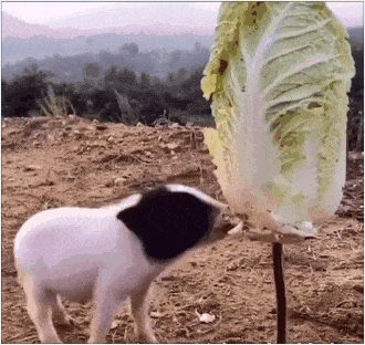 小香猪拱白菜动态图图片