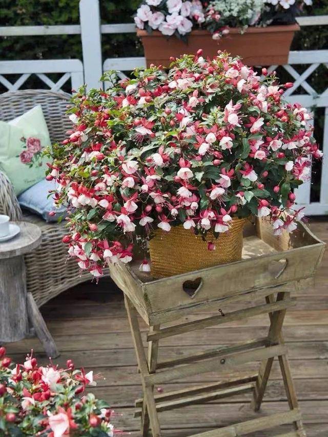 原创秋天养倒挂金钟,注意5点,花开五彩斑斓,盆盆都爆成大花球