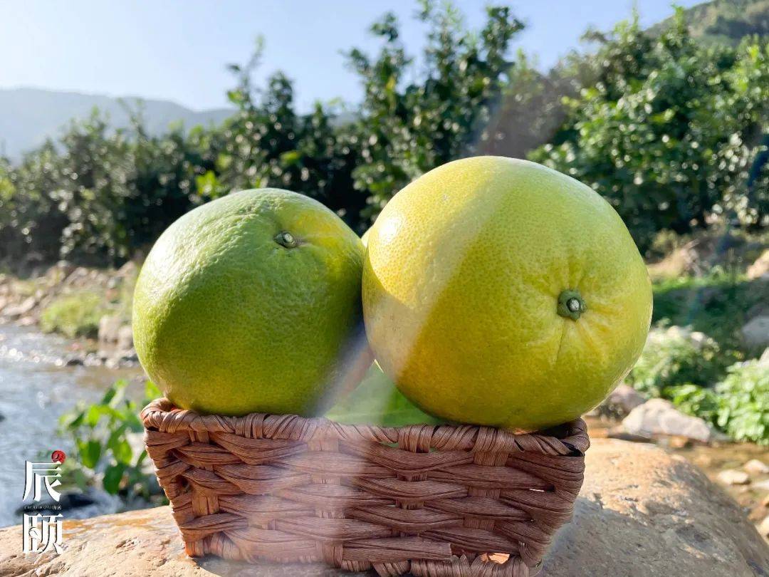 辰颐物语青皮葡萄柚果肉柔嫩多汁爽口略有香气
