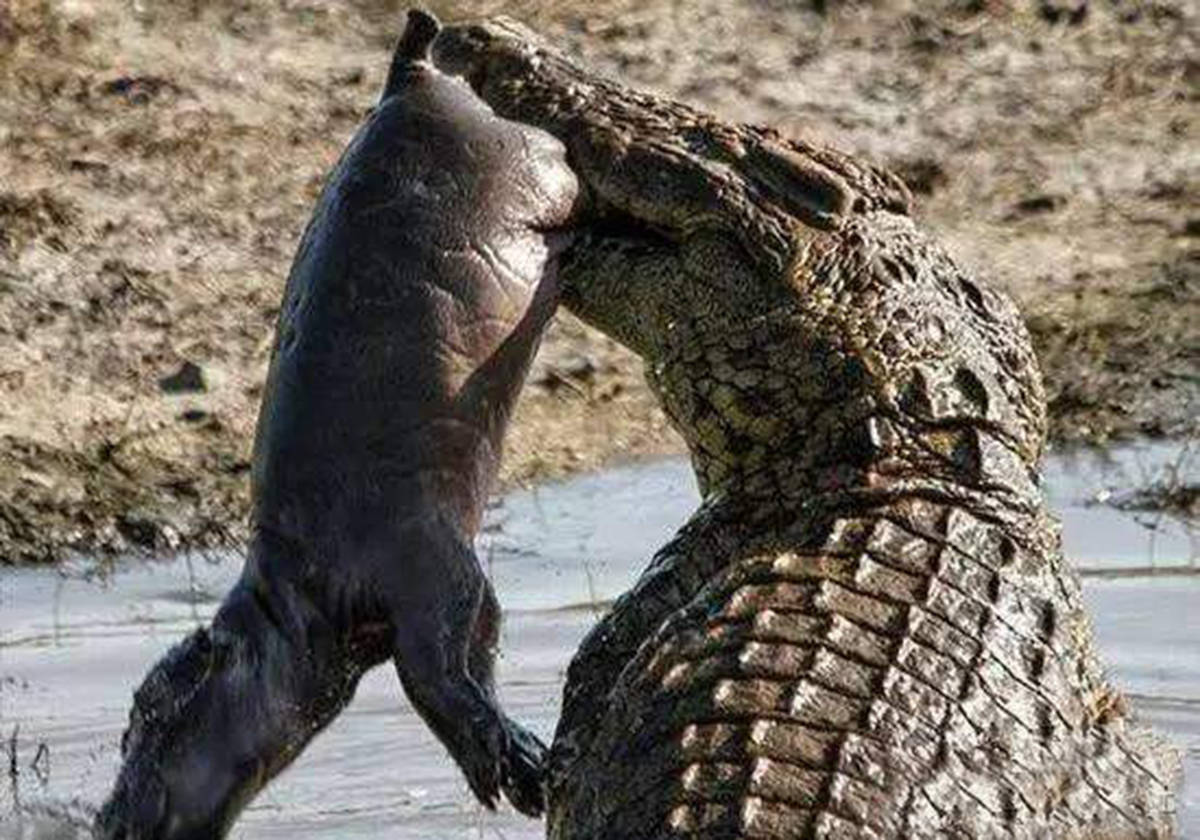 尼罗鳄vs河马图片