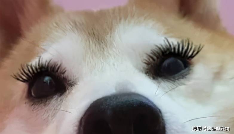睫毛狗狗表情包图片