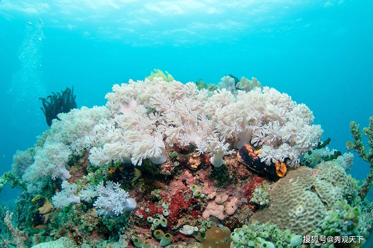 研究:若不受人类因素干扰 白化珊瑚仍可复原