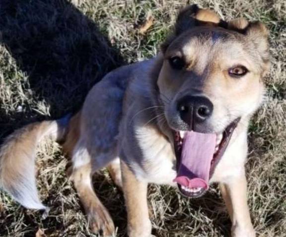 流浪小狗卑微乞食,为了食物见着谁都笑脸相迎,被收养后照样如此