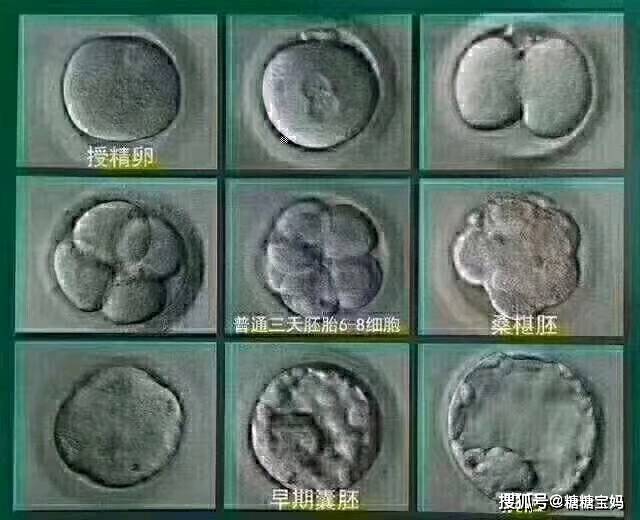 鲜胚,冻胚,囊胚,区别在哪?哪个成功率更高?
