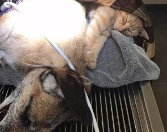 流浪猫被医院收养,每天帮助医生安抚受伤小动物,成了一只救护猫_手机