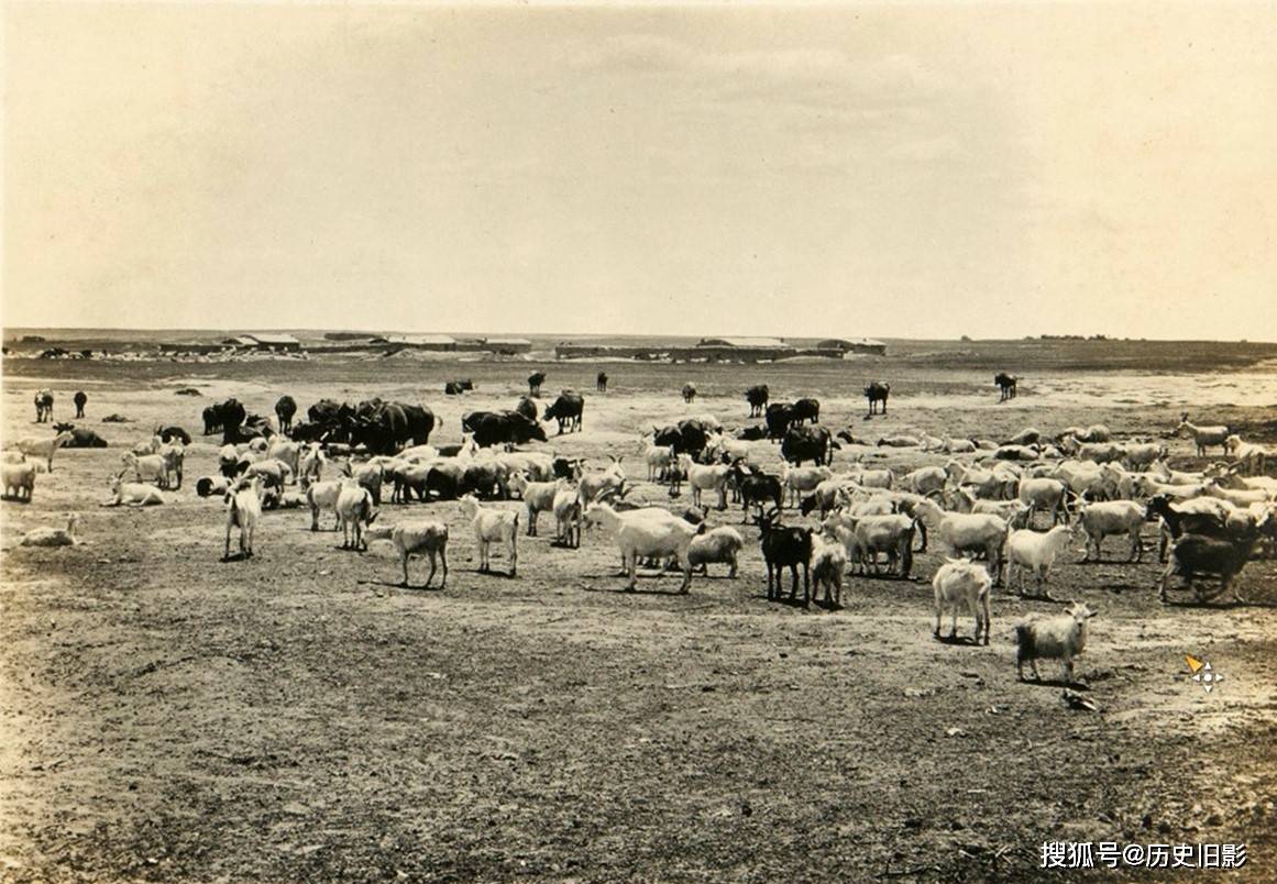 1924年内蒙古老照片,牧民放牧景象与莫力庙双塔