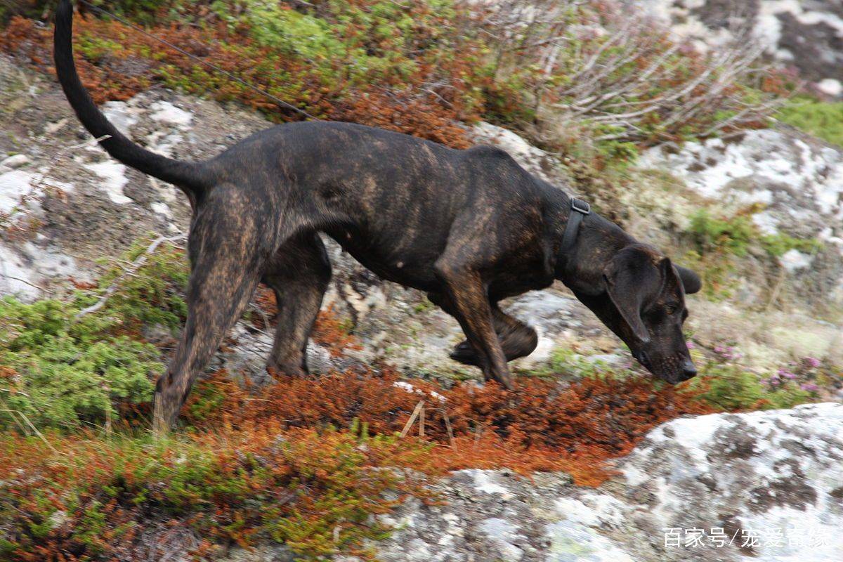 世界4大猎犬,其中它以独特技能,让藏獒汗颜,被称为丛林猎狼兽