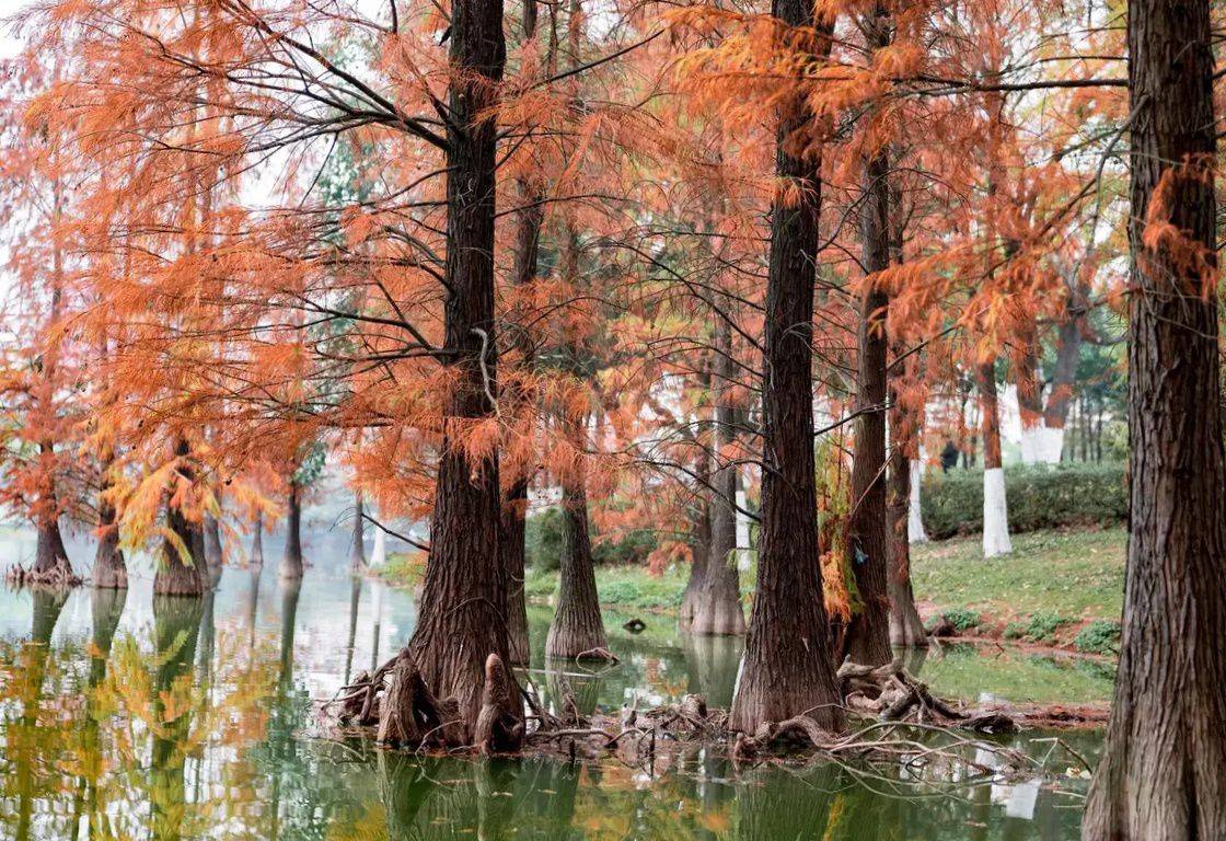 廣州的冬天就藏在這個公園,落羽杉爆紅美成童話世界,快來集合_手機