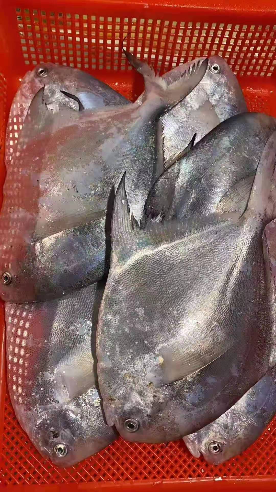 品鉴美味海鲜味蕾的极致满足乐清蒲岐海鲜楼