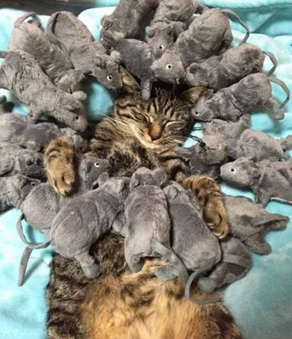 主人趁猫咪正睡觉,拿出一堆老鼠整蛊它,场面让人都头皮发麻_手机搜狐