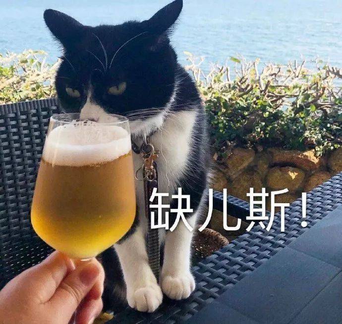 猫咪表情包如果我是一只咸鱼那就让我快乐每一天