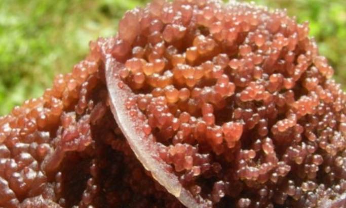 男子户外玩耍,发现一石头长满"瘤子",拿去专家瞧后,惊喜了