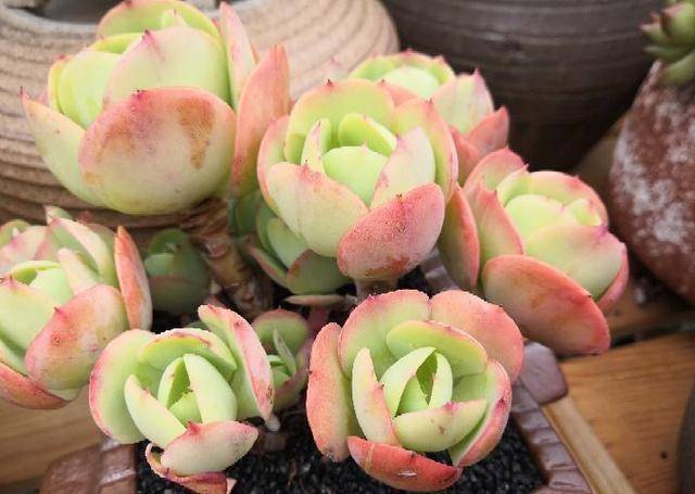 养多肉碧桃多注意3点,叶子变得粉嫩嫩,跟着养护专家学起来_手机搜狐网