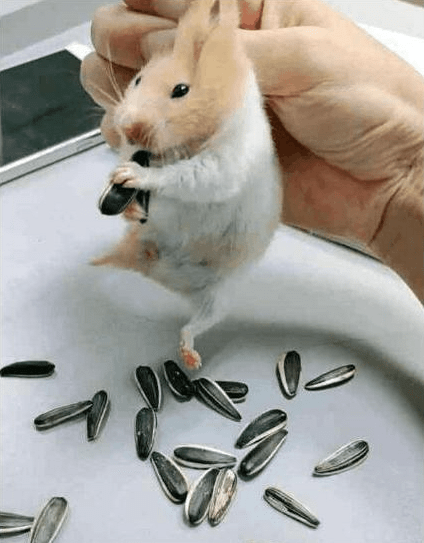 原创仓鼠偷吃瓜子被发现后吐出20粒主人被弄到哭笑不得