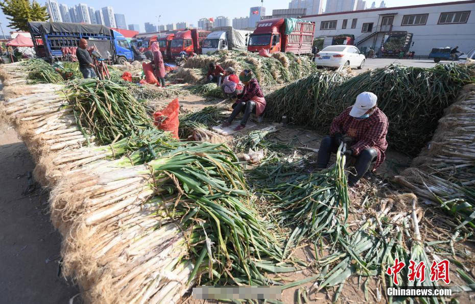 大葱一个月涨价近六成:以前按捆买 现在按根买