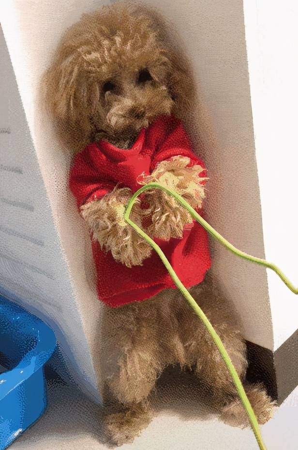 想要"擒住"泰迪,就要对它做这几件事