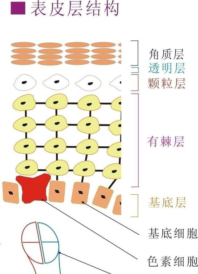 表皮,真皮,皮下组织1,皮肤结构有哪三层?