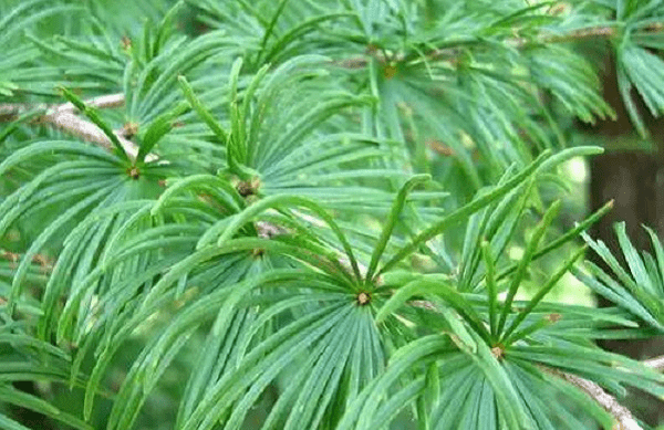 国家储备林过亿亩造林项目直接带动苗木需求 泓森槐