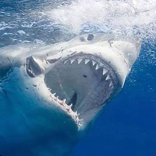 游客突然遭遇巨型大白鲨袭击潜水笼，视频近距离记录惊险一幕