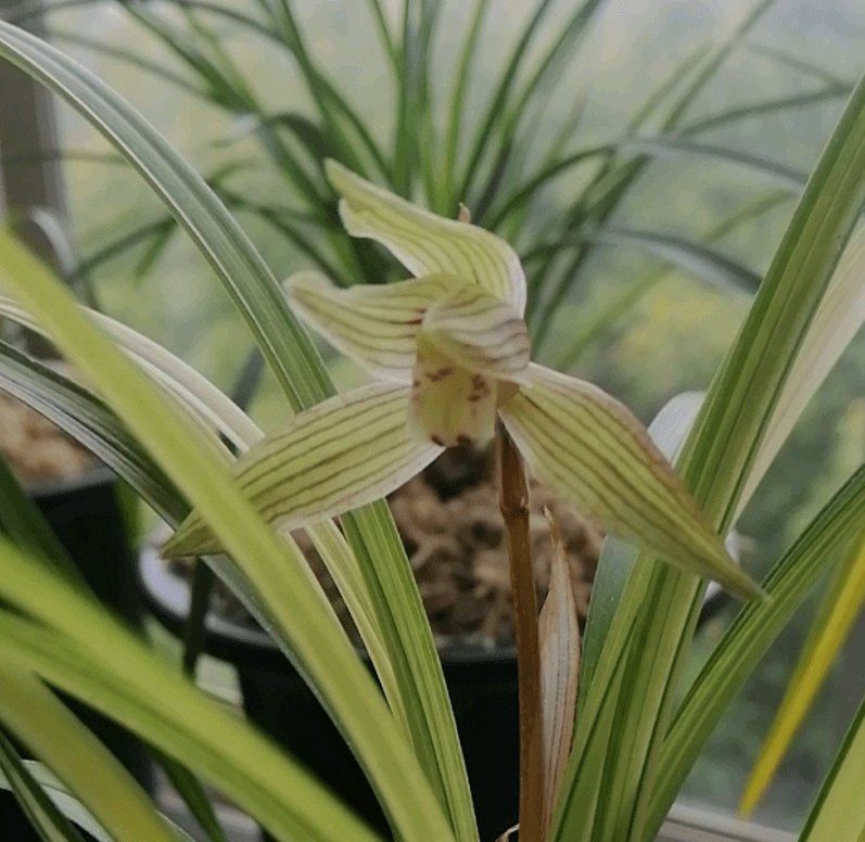 五年磨一"花",养了5年的艺兰,终于有个结果了!