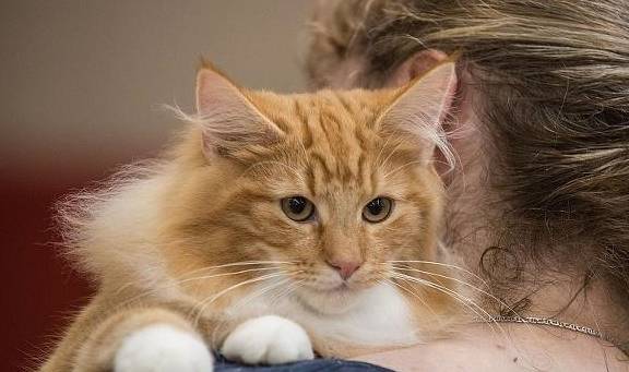 原创铲屎官做这些事的时候最容易被猫咪抓伤挠伤你经历过吗