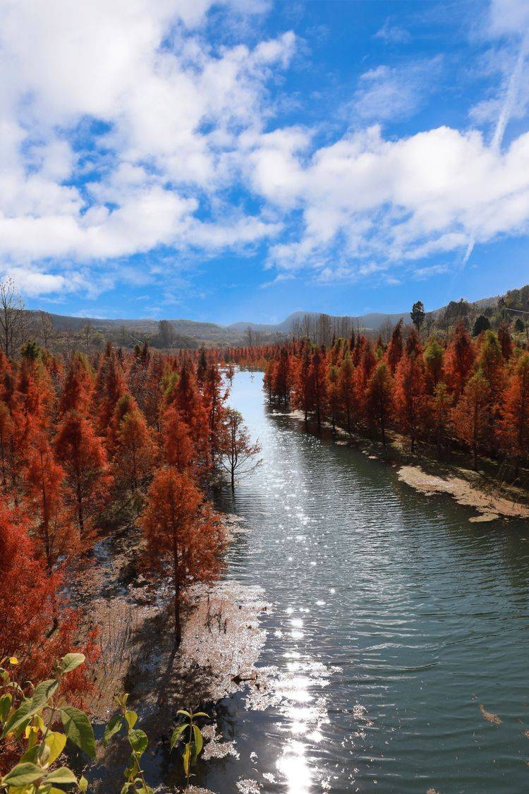 昆明甸尾村的水杉美景美不胜收让人陶醉