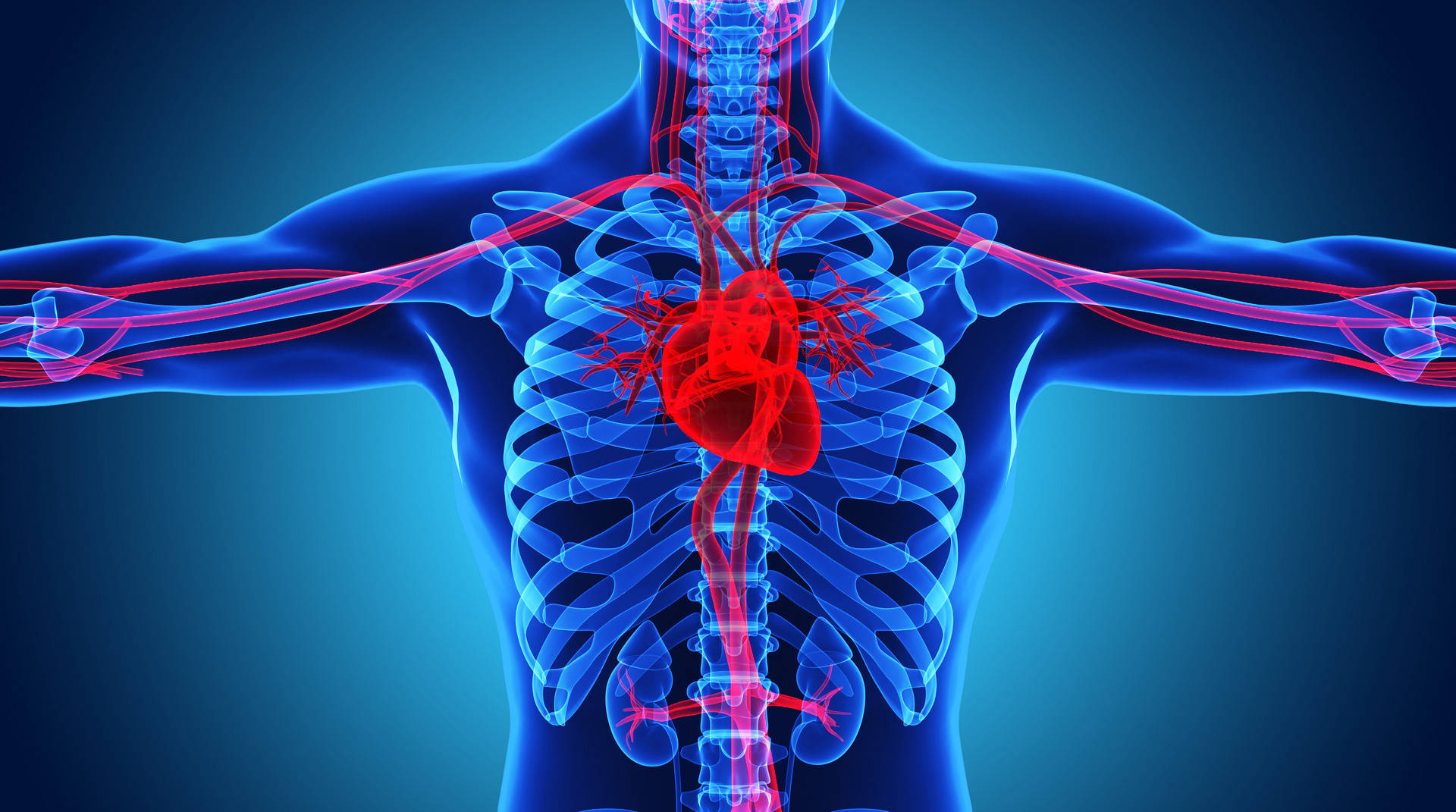 人体心脏部位置图图片
