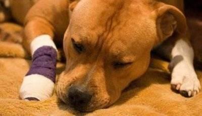 狗狗舔到了伤口有危险吗_手机搜狐网