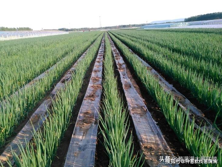 大葱育苗必读-搜狐大视野-搜狐新闻
