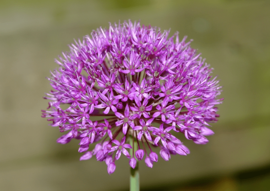 荷兰引进一种大葱花火了开花堪比绣球怎么养才能年年开花