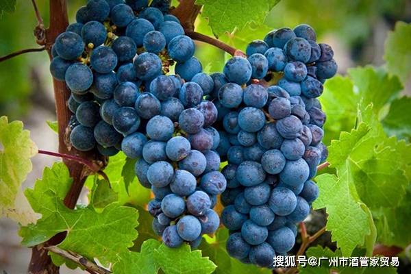 赤霞珠cabernet sauvignon