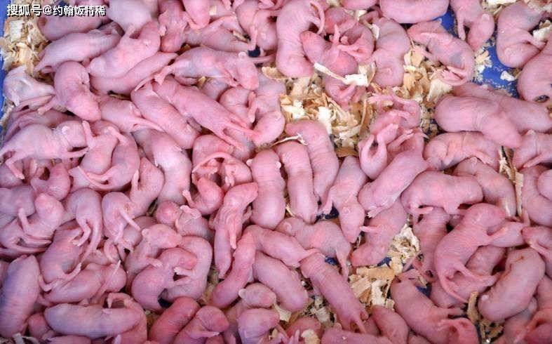 网评6种最"恶心"食物,童子蛋我忍了,最后的"三叫菜"谁敢吃