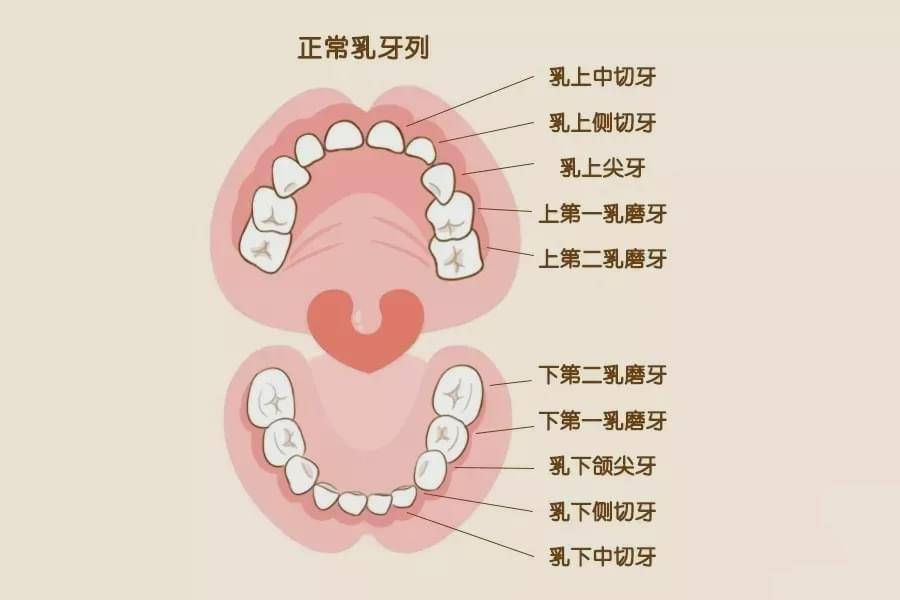 牙齿分布图解及名称图片