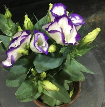 属于龙胆科多年生植物,它的另一个名字叫洋桔梗,但其实洋玫瑰与桔梗没