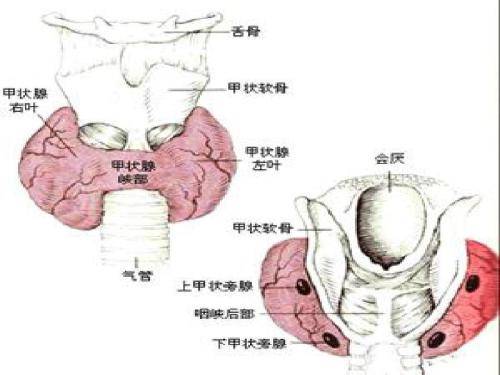 甲狀腺出現問題有什麼表現常做這兩事預防甲狀腺疾病