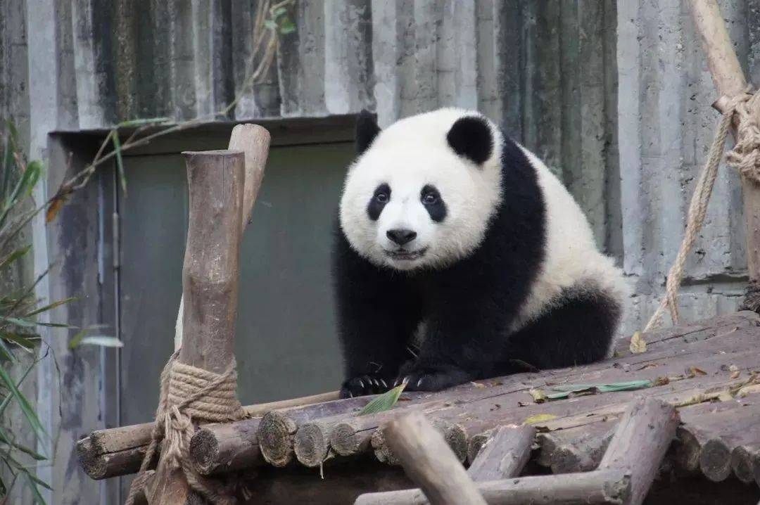 大熊貓不是貓,是熊類動物在動物分類上,大熊貓被分在哺乳綱食肉目熊科