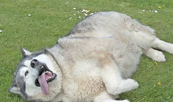 世界上最大最胖的狗图片