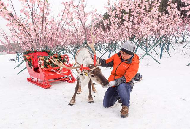 圣诞节怎么玩？来中国鹿乡与驯鹿同乐，登长春第一峰看北国风光