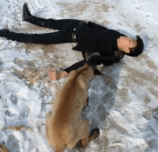 原创冰天雪地主人晕倒在地上狗狗发现后做出的举动让人湿了眼眶