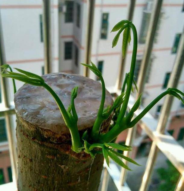 原创家里养发财树黄叶严重利用刻芽催新叶植株长得又快又好