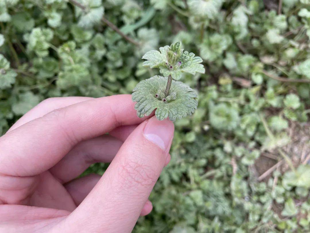 田边这种小草,你可能经常铲除,但却有很高经济价值,你知道吗?